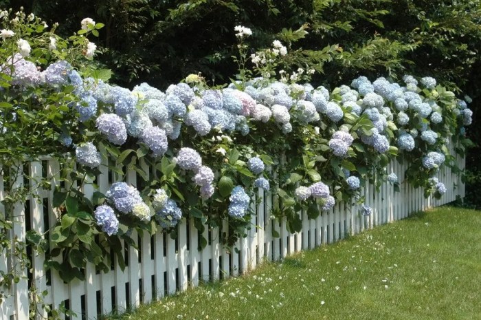 Landscaping yard beds planting hydrangea row curb appeal