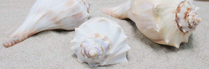 Conch seashell collector shells seashells